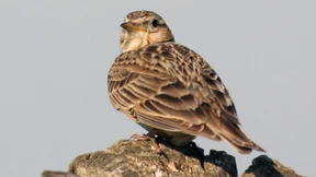 Hessen: Zahl der Feldlerchen halbiert