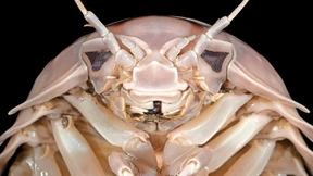 Darth Vader in Vietnam