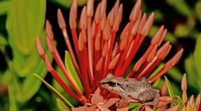 Die Gefahr der invasiven Mikroorganismen