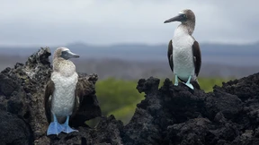 Galapagos darf nicht untergehen