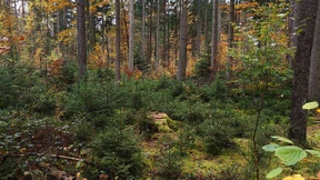 Eine neue, grüne Investorenklasse