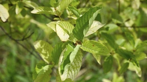 Wie gefährlich ist Kratom?