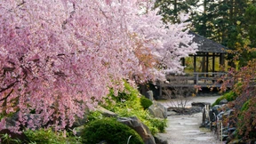 Deutschland ist im Kirschblütenfieber