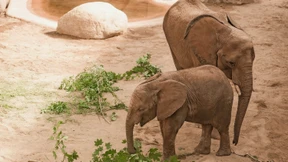 Damit die Herde wachsen kann