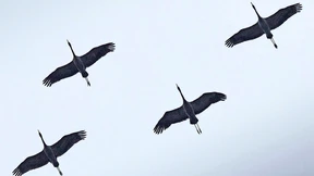 Frühe Trompeter am Himmel