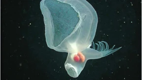 Der mysteriöse Mollusk