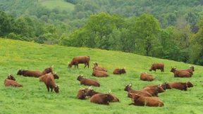 Frauenherrschaft im Druidenland