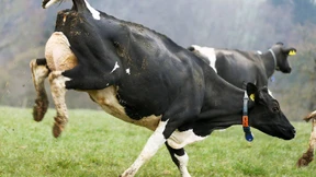 Geflohene Kuh verwüstet Terrasse in Hamburg