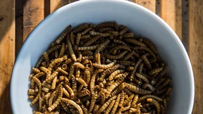 Wieso Mehlwürmer das neue Sushi werden könnten