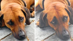 Der treue Blick beeinflusst den Menschen subtil