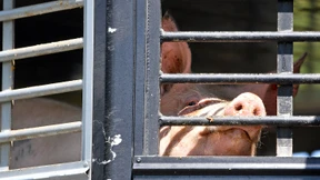 Klöckner will Verbot für Tiertransporte aus EU in Drittstaaten