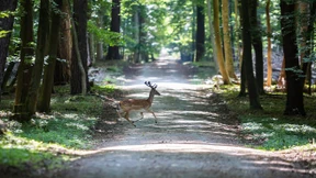 Verregneter Sommer hilft Bäumen