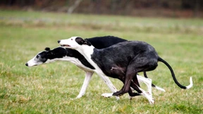 Hasenjagd mit Intelligenz und Ausdauer