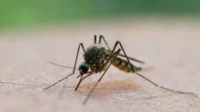 Mücken mögen keine Schläger