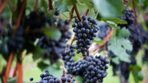 Warum Rotwein Kopfschmerzen bereitet