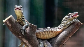 Babydrachen gibt es doch!