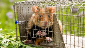 Wie der Feldhamster ausgewildert wird