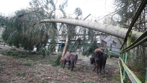 „So böse wie der Orkan bin ich nicht“