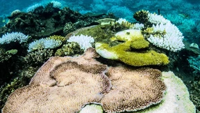 Korallenbleiche gefährdet Great Barrier Reef