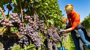 Bioanbau breitet sich aus