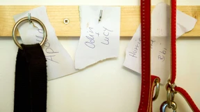 Die Kita für den Hund