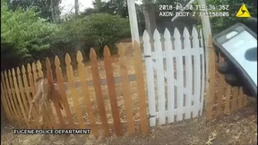 Rehkitz im letzten Moment gerettet