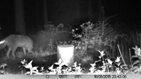 Möglicherweise streift weiterer Wolf durch Hessen