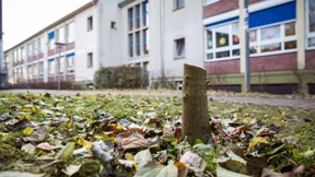 Unbekannte sägen Anne-Frank-Kastanienbaum ab