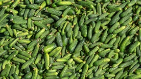 So werden Gurken besser verträglich