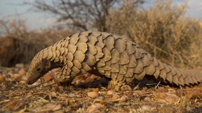 „Das Tier verkaufen, solange es noch atmet“