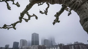 Die Birke im Windkanal