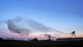 Posterboys des Artenschutzes