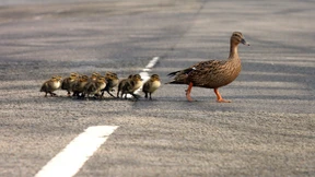 Das wilde Ei und der Lockruf der Hochkultur