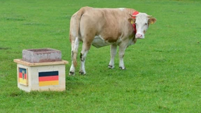 Deutschland hat zu viel Milch produziert