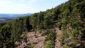 Der Wald von Übermorgen