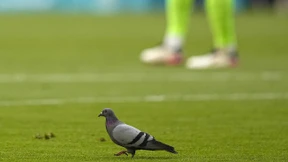 „Schon wieder landet Greenpeace im Stadion“
