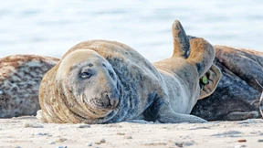 70 Prozent der Wirbeltiere weltweit sind vernichtet