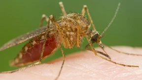 Main-Kinzig-Kreis kämpft verzweifelt gegen Mückenplage