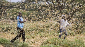 Heuschrecken fallen über Ostafrika her