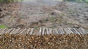 „Aufräumen und Aufforsten reichen nicht“