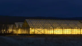 Ach, Bananen, wachst doch!