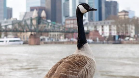 Zweiter Fall von Vogelgrippe in Hessen