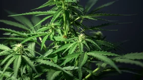 Die Psychose kam mit einem Knall