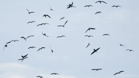 Erste Fälle von Vogelgrippe in Hessen