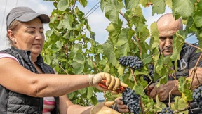 Süße Beeren für den Prestigesekt
