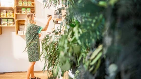 Schwarze Schafe auf dem Hanfmarkt