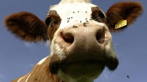 „Agrarsubventionen machen die Landwirtschaft nicht klimafreundlicher“