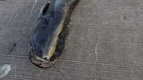 Wer hat den Wels vom Brombachsee getötet?