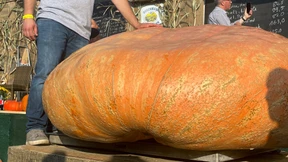 865 Kilo-Koloss aus Sachsen gewinnt Wettbewerb