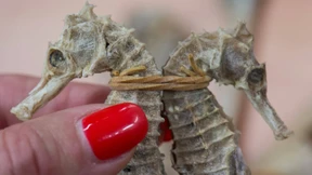 Potenzpillen und mehr Drogen am Flughafen beschlagnahmt